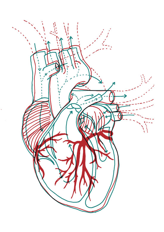 heart diagram